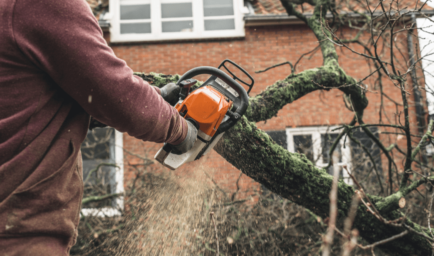 TREE REMOVAL